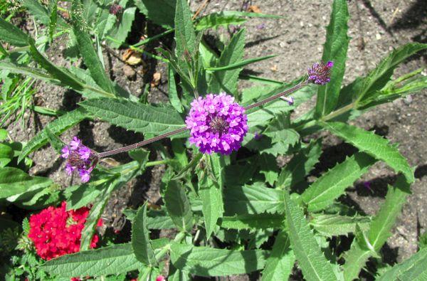 verbena dura