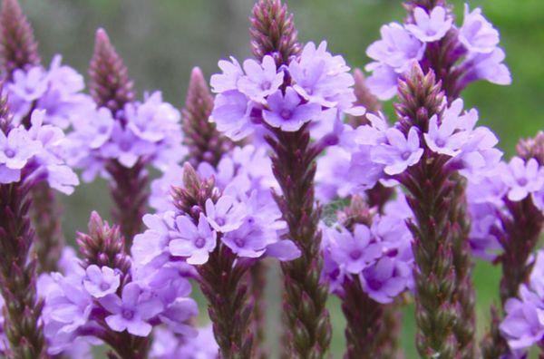 verbena recta