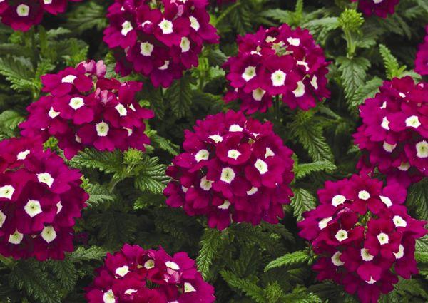 Verbena hybrid