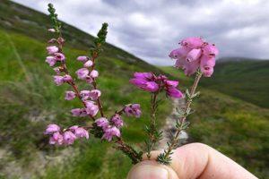 Medicinal properties and contraindications for the use of heather herb, composition