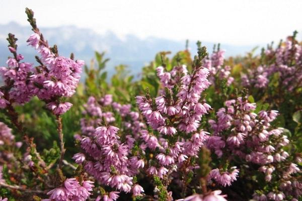 ketinggian heather