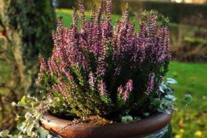 Rules for planting and caring for heather in a pot at home