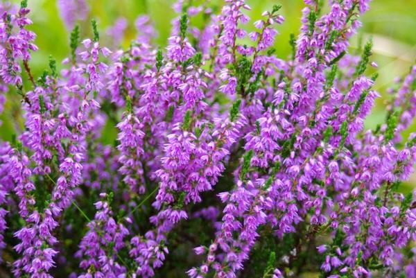 flores de montaña