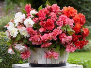 Beschrijving van variëteiten van knolbegonia's, planten en verzorgen in de tuin en kweekmethoden