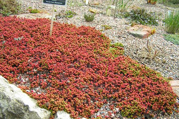 sedum en el jardín