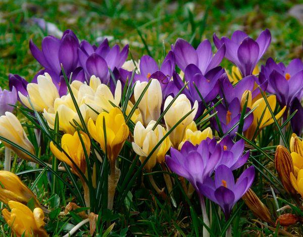 Crocus de jardin