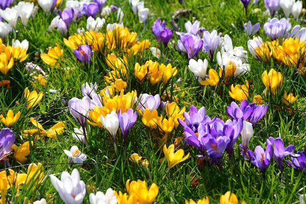 Crocus dans les parterres de fleurs