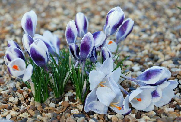 hybrides de crocus