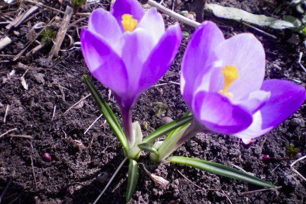 Crocus de jardin