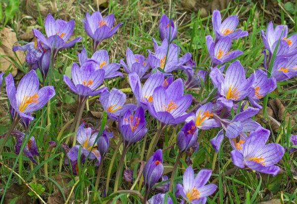 Banat crocuses