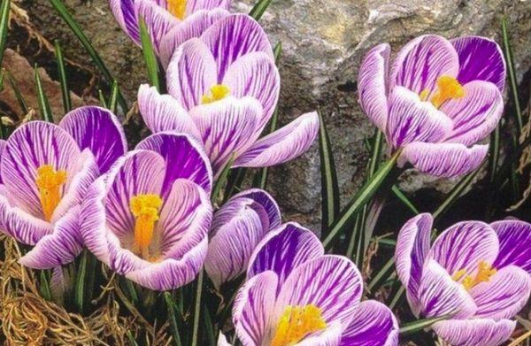 Crocus flower