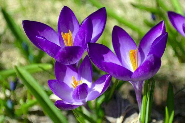 Crocus Wangart