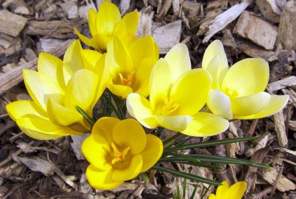 Crocus jaune