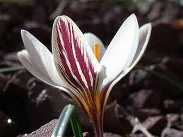 Crocus de dos flores