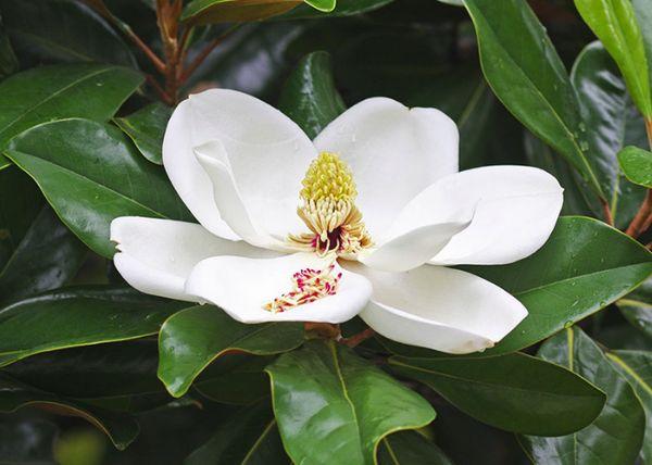 Magnolia de hojas grandes