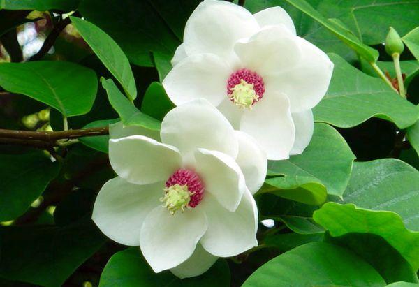 Magnolia flowers