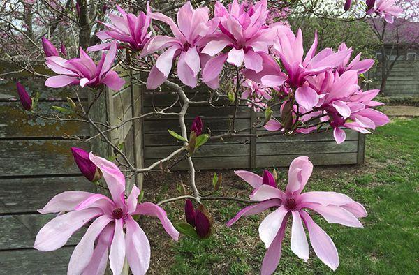 Magnolia betty