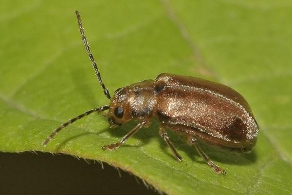 plaga de viburnum