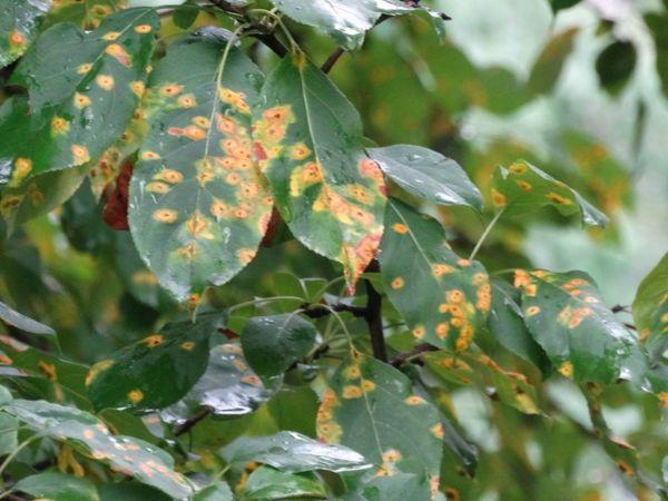 yellowed leaves