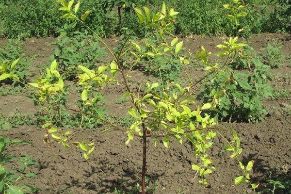 yellowing of the seedling