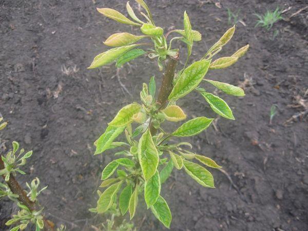 Jeune arbre cerisier