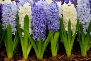 How to plant hyacinths for distillation at home, choice and storage rules for bulbs