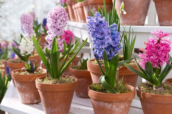 hyacinth in pots