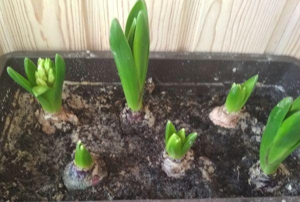 hyacinth bulbs