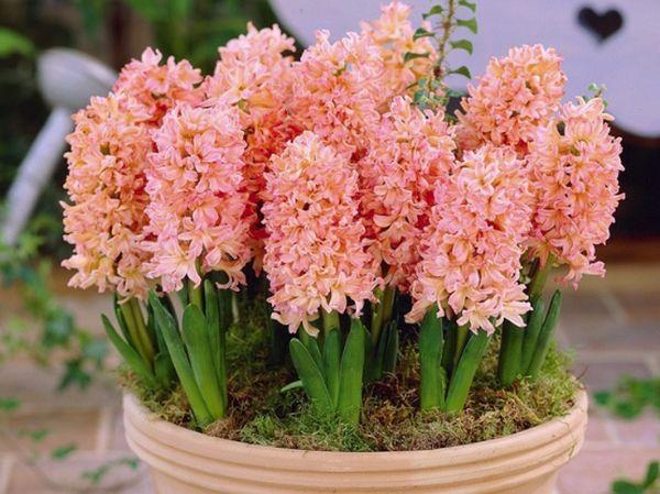  hyacinths in a pot