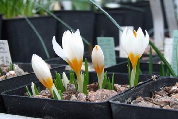 les crocus sont expulsés