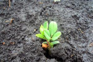 Formas de cultivar maní en Siberia en campo abierto, variedades adecuadas y reglas de cuidado.