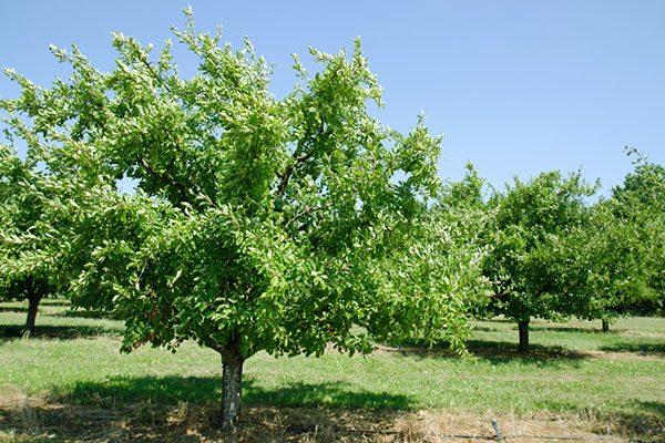 plum tree