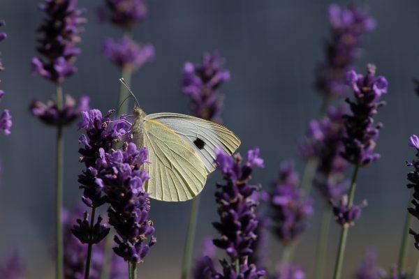 mountain lavender