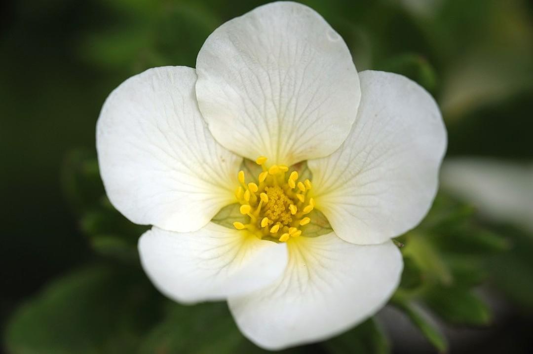 al perder peso, cinquefoil blanco