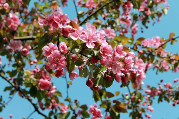 flor de ciruelo