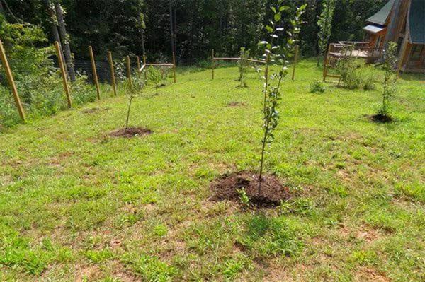 jardin de pruniers