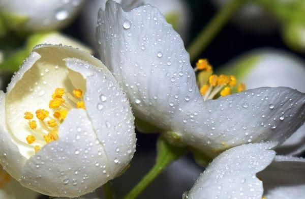 flores de jazmín