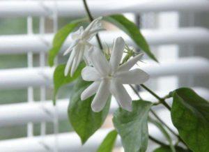 Description of indoor jasmine, reproduction and cultivation, how to care