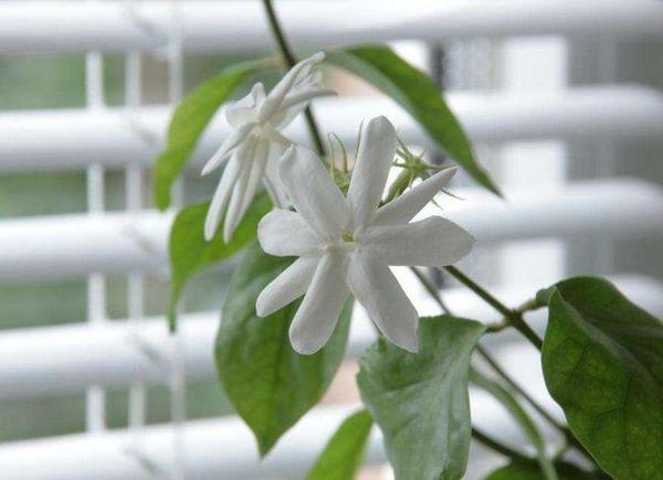 jasmin à la maison