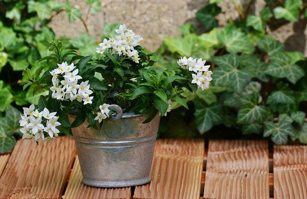 planting jasmine