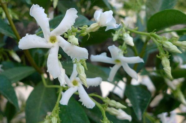 watering jasmine