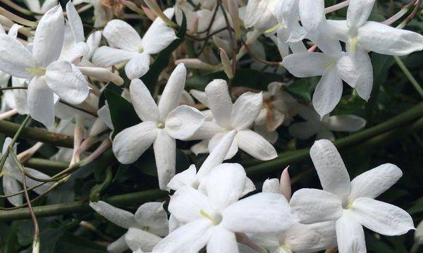 jasmine pests