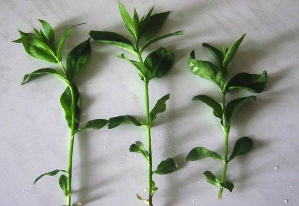 jasmine cuttings