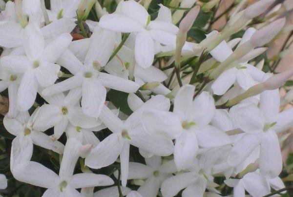 fleurs de jasmin