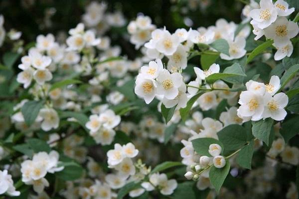 propriétés du jasmin