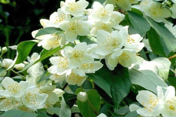 flor blanca como la nieve