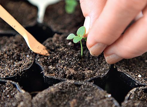 lupine seedlings