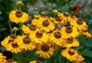 Description of 20 varieties and types of perennial helenium, planting and care in the open field