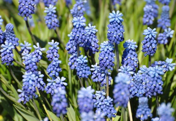 odrůda muscari