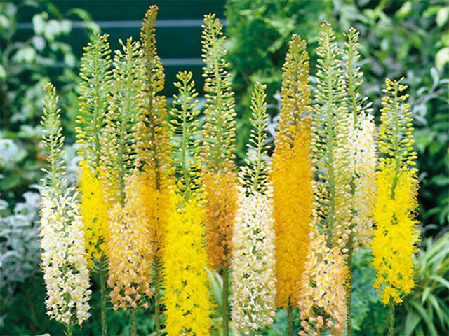 fleurs dans le jardin